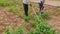 Two Farmers are uprooting weeds from millet crop