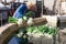 Two farmers washes green onions before selling in market