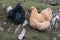 Two farmyard chickens