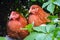 Two fat hens busy making eggs in a natural environment. Organic farming, production of eggs and poultry. Cute domestic animals