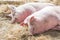 Two fat pink pigs sleep on hay and straw at pig breeding farm