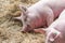 Two fat pink pigs sleep on hay and straw at pig breeding farm