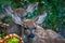 Two Fawn Deers Hiding Among Ferns In Forest