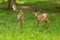 Two fawn fallow deer