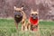 Two fawn French Bulldog dogs wearing matching black and red neckerchief with hearts