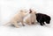 Two fawn and one black Labrador puppy playing with each other