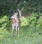 Two fawns