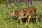 Two fawns in lupine flowers