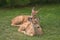 Two fawns at rest