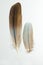 Two feathers of European roller Caracius garrulus