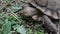 Two feet long brown tortoise Testudinidae eating leafy plant on a grassy ground.