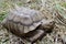 Two feet long brown tortoise Testudinidae resting on the grassy ground.