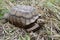 Two feet long brown tortoise Testudinidae resting on the grassy ground.