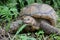 Two feet long brown tortoise Testudinidae resting on the grassy ground.