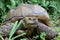 Two feet long brown tortoise Testudinidae resting on the grassy ground.