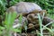 Two feet long brown tortoise Testudinidae resting on the grassy ground.