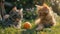 Two Felidae kittens playing in orange grass, showcasing their cute whiskers