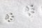 Two feline footprints in the snow