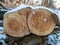 Two felled beech trunks grown together with annual rings in the snow