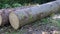 Two felled tree trunks lying on the forest ground