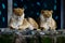 Two Female African Lions Resting on a Ledge #2