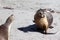 Two female Australian Sea Lion at Seal Bay Kangaroo Island ,South Australia