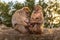 Two female Barbary macaque with new born baby.