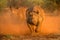 Two female black rhinos charging towards the game vehicle