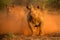 Two female black rhinos charging towards the game vehicle