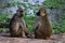 Two female Chacma Baboon, Papio ursinus griseipes, in the South Luangwa National Park, Zambia