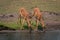 Two female common impala drink from river