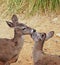 Two female deer help groom each other