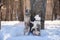 Two female dogs of rare breeds Kangal Turkish and Yakutian Laika pose near a wooden totem in the park