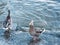 Two female ducks at lake starnberg