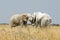 Two female elephants embrace