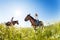 Two female equestrians in the flowery meadows