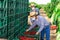 Two female farmers in protective mask stack ripe cherries in boxes