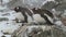 Two female Gentoo penguins sitting on nest in a snowstorm