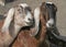 Two Female Goats