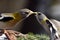 Two female Grosbeak birds touching beaks