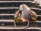 Two female hamadryas baboons cuddling with a male hamadryas baboon, tropical monkeys from Africa