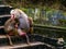 Two female hamadryas baboons sitting close to a male hamadryas baboon, tropical monkeys from Africa