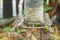 Two female House Sparrows feeding on seeds at a bird feeder