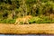 Two Female Lion going to drink at sunrise at the Nkaya Pan Watering Hole in Kruger National Park