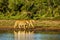 Two Female Lion going to drink at sunrise at the Nkaya Pan Watering Hole in Kruger National Park