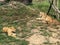 Two female lions lying on ground at zoo