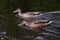 Two female mallard ducks swimming on the river