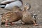 Two female mallard fighting at lakeside