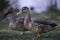 Two Female Mallards