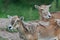 Two female mouflon